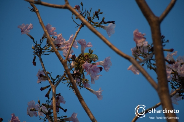 Florada de Ips transforma paisagem de Cuiab e encanta populao; veja fotos e vdeo