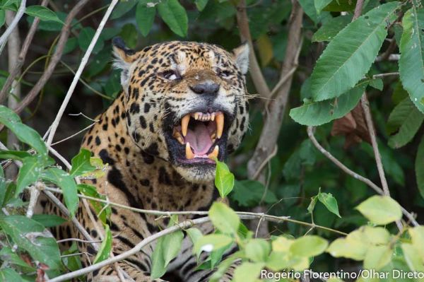 Turismo do Pantanal  destaque na mdia nacional com safri fotogrfico e hoteis no meio do mato