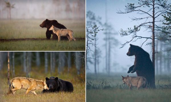 Fotgrafo registra a improvvel amizade entre um urso e uma loba