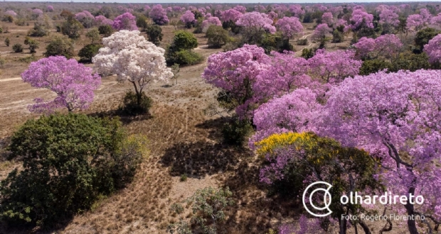 Pantanal ressurge em tapete rosa florido de ipês evocando a vida do principal santuário ecológico das Américas