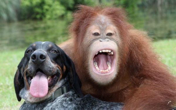 Livro registra a improvvel amizade entre um co e uma macaca;   veja fotos 