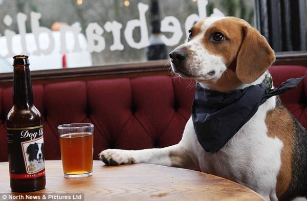 Dog Beer: Cerveja para cachorros tem gosto de carne e não possui álcool