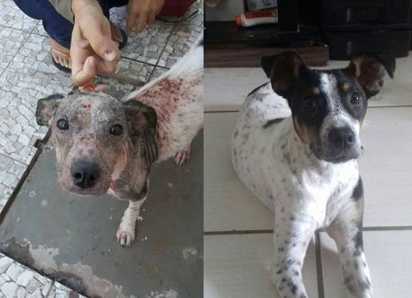 Antes e depois de um dos animais resgatados pela AMADA