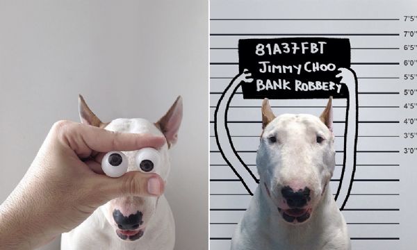 Ilustrador brasileiro usa criatividade para interagir com seu bull terrier e faz sucesso no Instagram