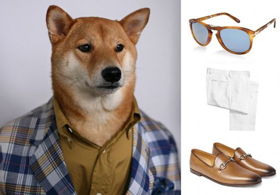 Conhea o cachorro que d dicas de moda para homens