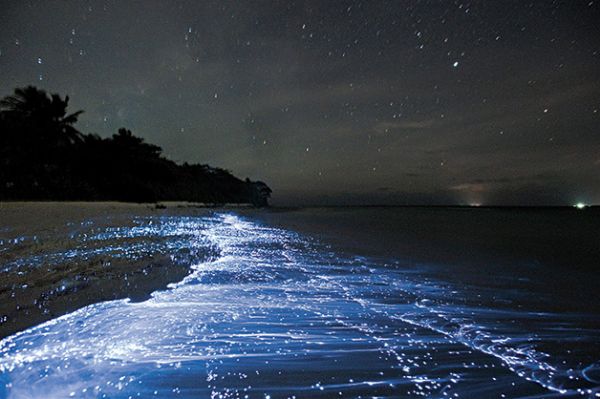 Fenmeno natural impressionante d efeito lisrgico na gua do mar;  Veja fotos