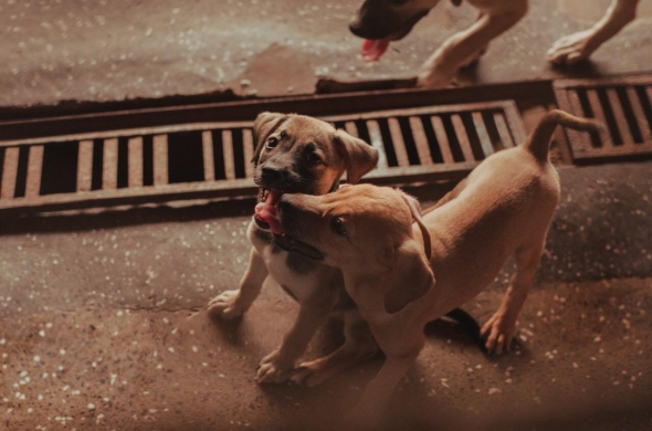 Diretoria de Bem Estar Animal tem dez cachorros disponíveis para adoção;  veja fotos