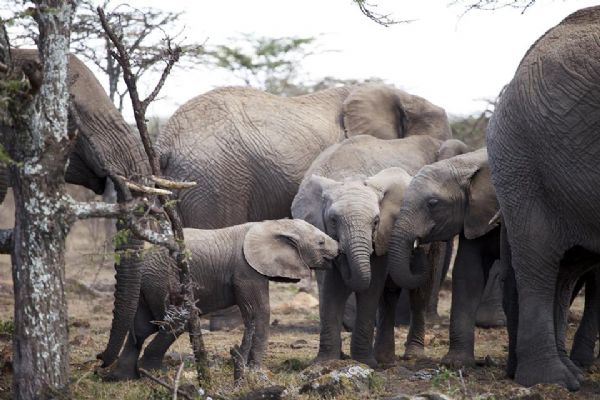Chapada dos Guimares ir abrigar primeiro santurio para elefantes da Amrica Latina