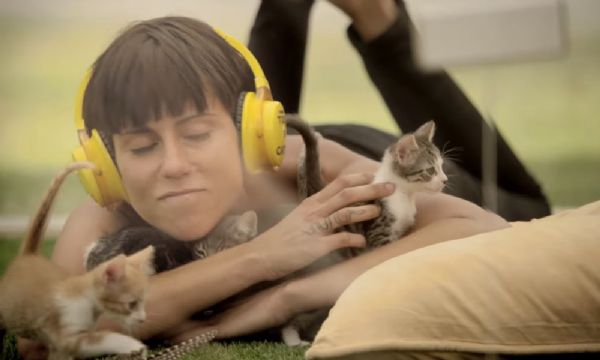 Gatoterapia: marca cria espao com filhotes de gatos no meio da cidade para ajudar pessoas a aliviar o stress