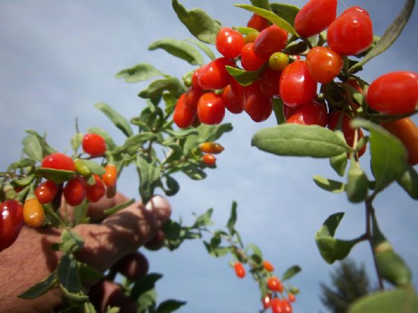 Conhea os benefcios da goji berry, frutinha importada que  a nova sensao nas dietas