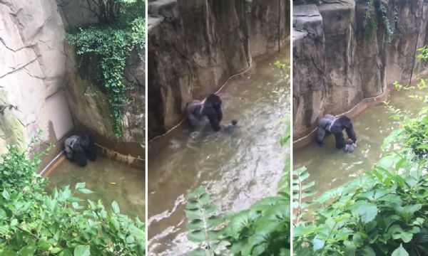 Novo vdeo mostra que gorila morto a tiro no zoo estava afinal dando as mos a criana