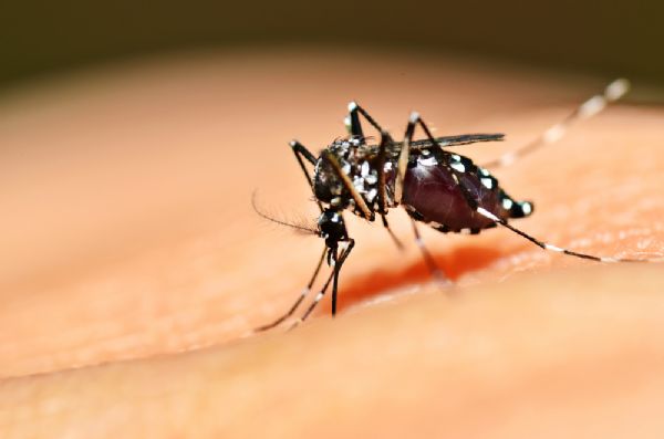 Dia 'D' contra a dengue acontece nesta quinta e Vrzea Grande promove blitz de conscientizao