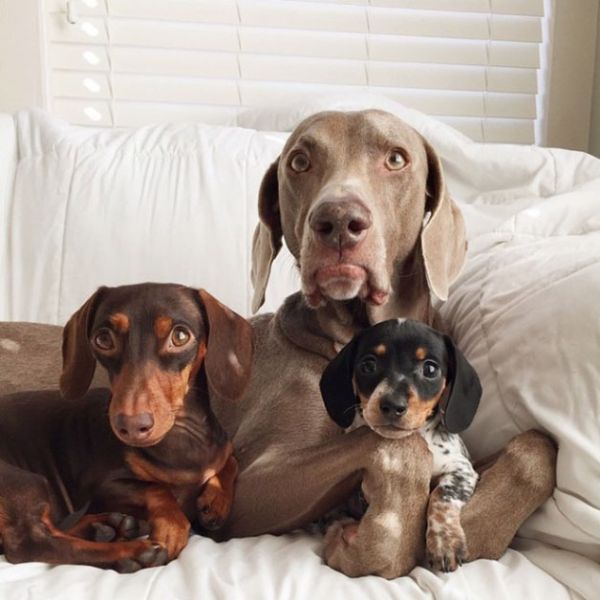 A dupla canina mais famosa do Instagram agora ganhou uma nova amiga