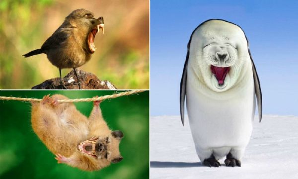 Artista especializada em Photoshop cria fotos divertidas com animais hbridos