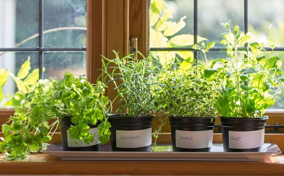 Saiba como cultivar sua prpria horta mesmo em apartamentos pequenos
