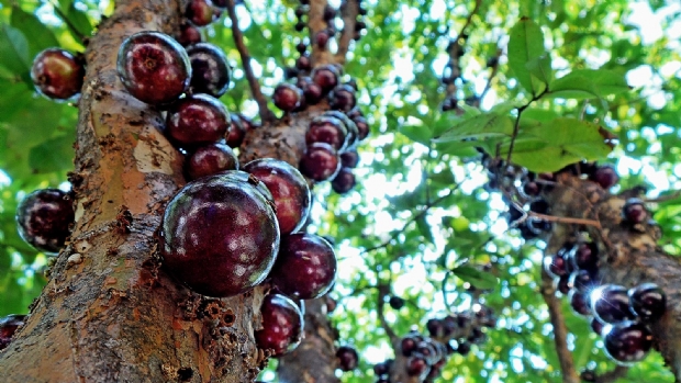 “Festival” traz jabuticaba a vontade por R$ 20 em sítio com pomar de 600 árvores