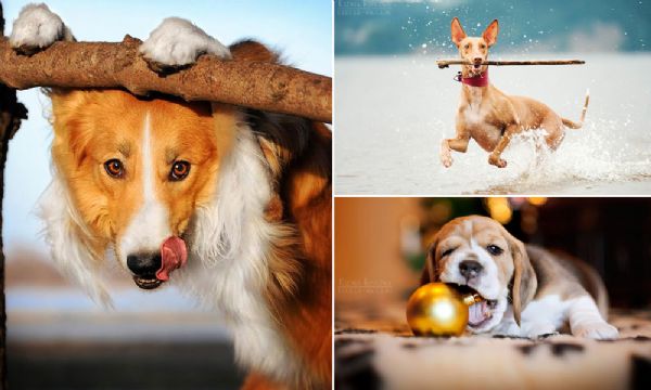 Fotgrafa de 20 anos capta em fotos os motivos pelos quais amamos os animais