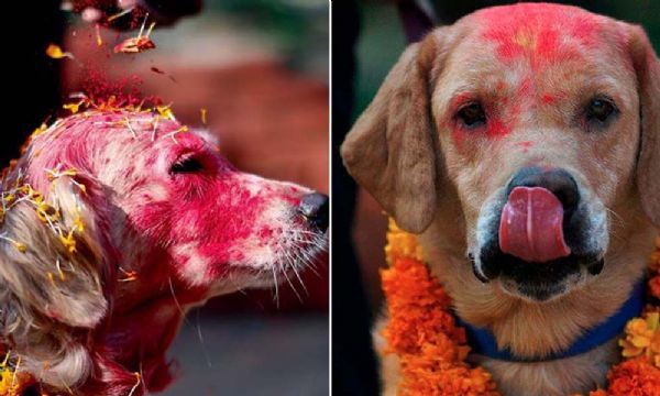 O famoso festival no Nepal que todos os anos agradece aos cachorros por serem nossos amigos