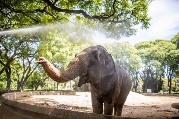 Licença para vinda de elefanta Mara ao Santuário de Chapada dos Guimarães é aprovada