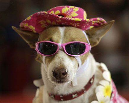 Desfile de cachorros lança tendências do mundo pet e ajuda instituição de proteção animal