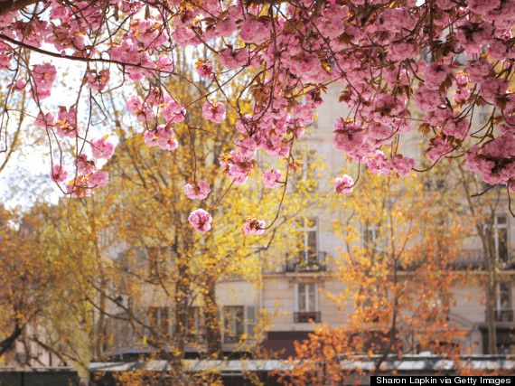 Paris na primavera:Veja fotos da cidade Luz coberta de flores coloridas