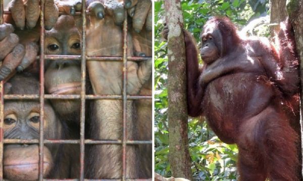 Trfico sexual de orangotangos para prostituio mostra que ainda precisamos lutar muito pelos direitos dos animais