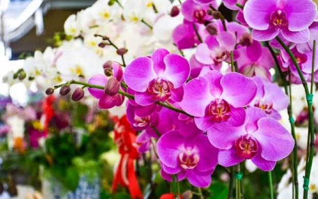 Mercado do Porto faz saldão de orquídeas por R$ 25 neste final de semana