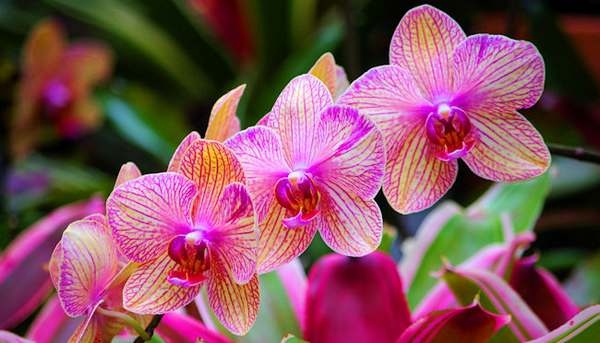 Festival de Orquídeas terá mais de mil flores de 50 espécies diferentes a  partir de R$20 :: Olhar Conceito