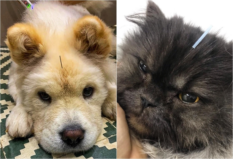 Acupuntura, ozonioterapia e canabidiol so tratamentos usados por veterinria de Cuiab em pets
