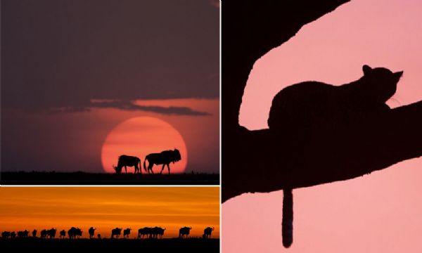Conhea o trabalho do fotgrafo especializado em captar a beleza do nascer e do pr do sol na savana africana