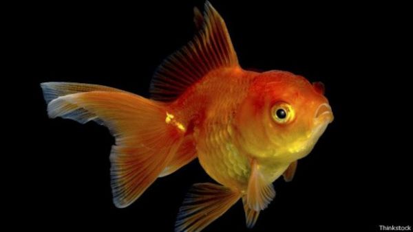 Tecnologia deixa humanos com atenção mais curta que de peixinho dourado, diz pesquisa