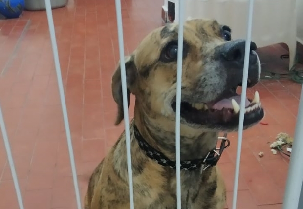 Após se soltar de coleira e passar 7 meses desaparecida, cadela é reencontrada pelos donos em Cuiabá