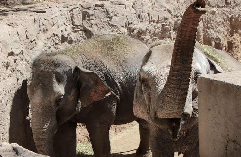 Elefantas mãe e filha chegam ao Santuário em Chapada dos Guimarães