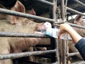 'Vaquinha virtual' paga de abrigo para porco a terapia aps p decepado