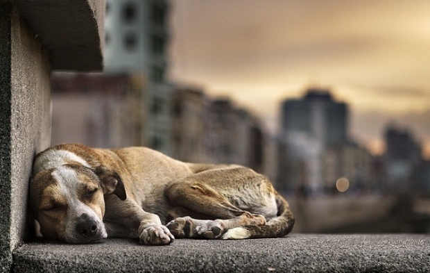 Bazar Animal com peças a partir de R$ 2 arrecada fundos para ajudar cães e gatos de rua