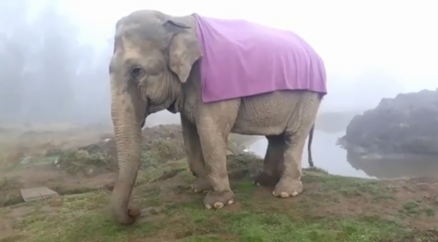 Santurio em Chapada realiza campanha para trazer elefanta resgatada de maus tratos em circo no Chile