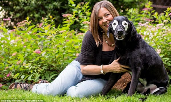 Cachorro com vitiligo faz sucesso na web graas a suas manchinhas ao redor dos olhos