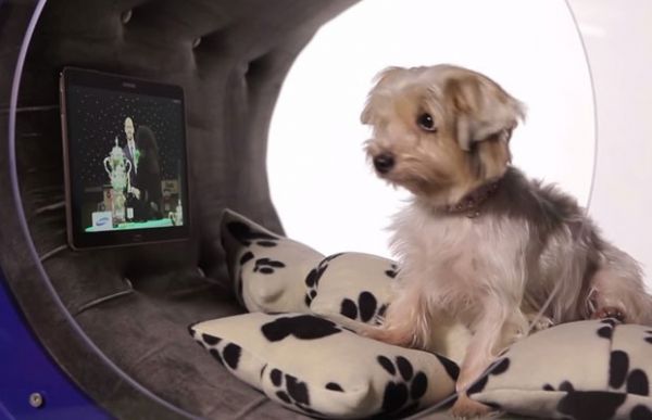 Samsung criou uma casa para cachorro conectada, com tablet e esteira.