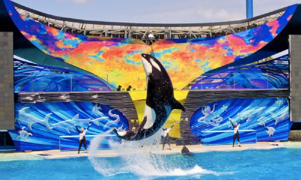 Ex-treinador do SeaWorld revela que as baleias so drogadas diariamente para entreter as pessoas