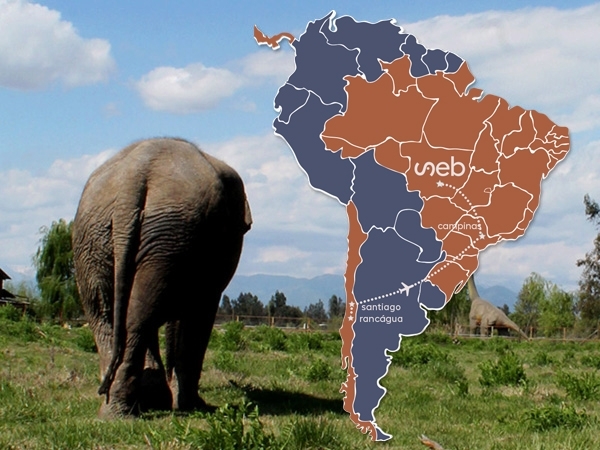 Campanha de arrecadao para vinda de elefanta chilena s tem 23% do valor necessrio