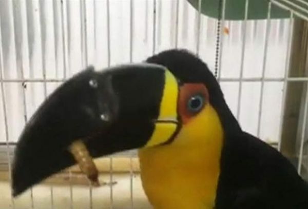 Tucana foi resgatada de feira de venda ilegal de animais silvestres e ganhou bico feito em impressora 3D