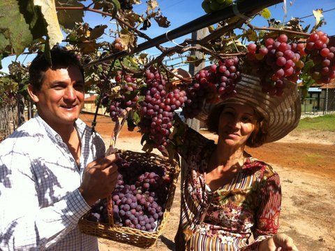 Casal dribla adversidades do Cerrado e obtm sucesso com produo de uva em Chapada