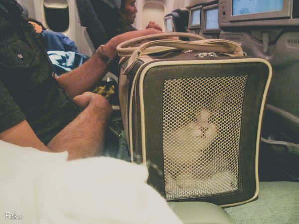 Ces e gatos podero ser transportados dentro da cabine do avio da Gol a partir desta quarta