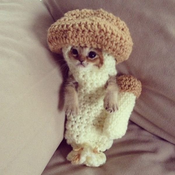 Felina imobilizada por roupa de croch ganha fs na internet