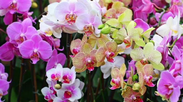 Mais de 20 mil unidades de flores serão expostas em III Festival de  Orquídeas e Rosas do Deserto :: Olhar Conceito